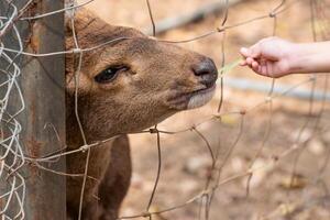 ritratto di un' giovane cervo nel il zoo, un' del bambino mano è alimentazione cibo per un' recintato a quattro zampe animale. foto