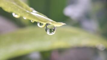 acqua goccioline su il cime di il le foglie foto