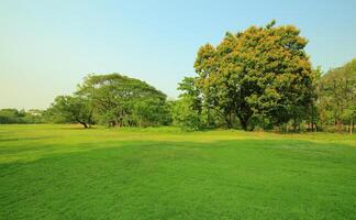 il parco ha fresco verde prati. su un' soleggiato giorno foto