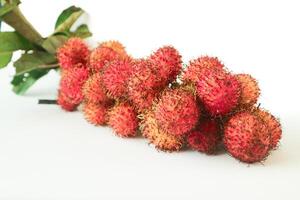 rambutan tassonomico nome, nefelio lappaceum è un' medio dimensioni tropicale albero nel il sapindaceae famiglia foto