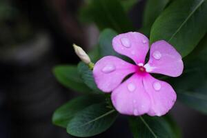 bellissimo rosa catharanthus roseo. è anche conosciuto come capo pervinca, cimitero pianta, vecchio domestica, annuale vinca multiflora, apocynaceae fioritura impianti, medicinale erba. foto