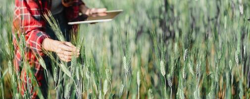avvicinamento di un dell'agronomo mano toccante Grano gambi mentre Tenere un' tavoletta nel un' verde campo. foto
