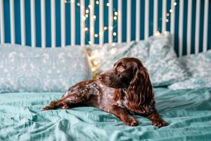 un' Marrone spaniel con un' fazzoletto in giro il suo collo si siede su un' letto con un' giallo lenzuolo. accogliente casa e Camera da letto concetto foto