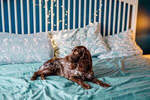 un' Marrone spaniel bugie su un' letto con un' turchese foglio e Natale luci nel il sfondo foto