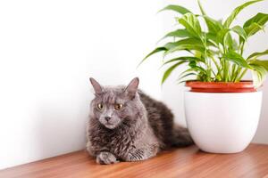 un' fumoso grigio e molto soffice gatto bugie su un' costumista sotto il le foglie di un' Casa fiore e riposa foto