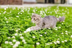 un' orecchie cadenti gatto gattino passeggiate al di fuori nel il verde erba tra il trifogli foto