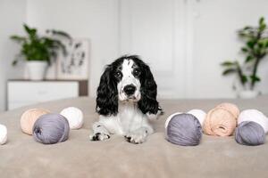 giocoso spaniel cucciolo impegna con colorato di lana palle su letto foto