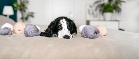 curioso spaniel cucciolo delizie nel di lana giocattoli su letto foto