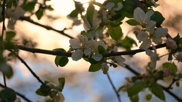 Mela fiori su il ramo di un Mela albero. sera umore con caldo leggero foto