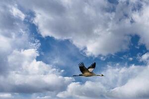 gru volare nel il nuvoloso cielo. migratorio uccelli su il darss. natura foto