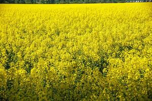 campo di bellissimo primavera d'oro fiore di colza con blu cielo, canola colza nel latino brassica napus, colza è pianta per verde industria foto