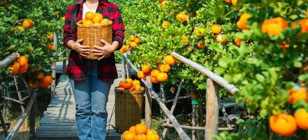 giardiniere arance fresco nel mandarino arancia piantagione foto