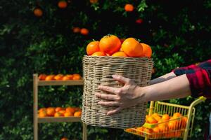 giardiniere arance fresco nel mandarino arancia piantagione foto