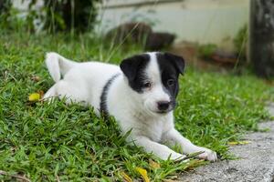 indietro e bianca bambino cane foto