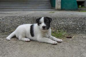 indietro e bianca bambino cane foto