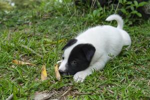 indietro e bianca bambino cane foto