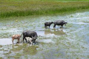 acqua bufalo nel il la zona di natura foto