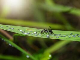 formica siamo cura per il larve di afidi. foto