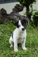 indietro e bianca bambino cane foto