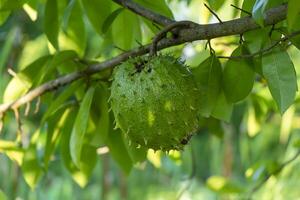 vicino su soursop albero. foto