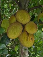 gruppo di jackfruit su albero. foto