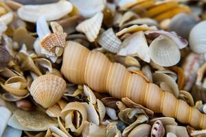 conchiglie sulla spiaggia foto