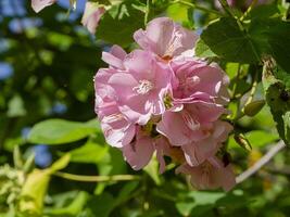 vicino su di rosa dombeya fiore foto