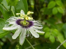 vicino su di frutto della passione fiore foto