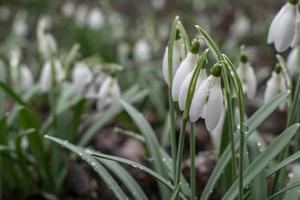 giovani bucaneve con gocce di rugiada. eleganti bucaneve primaverili in bokeh foto