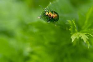 crischus cobaltinus. uno scarabeo di foglia di dogbane iridescente su una foglia verde. sfondo naturale con posto per il testo. foto