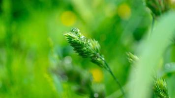 gocce di pioggia sull'erba in fiore. carta da parati naturale favolosa con sfocatura foto