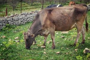 vacche da latte al pascolo foto