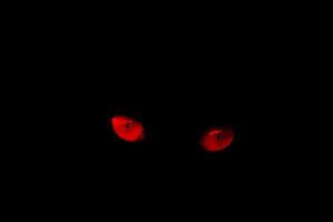 occhi rossi di gatto su sfondo nero. effetto occhi rossi. foto