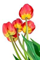 bellissimi fiori primaverili tulipani su sfondo bianco foto