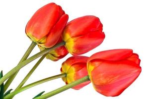 bellissimi fiori primaverili tulipani su sfondo bianco foto