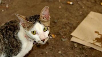 gatti randagi che mangiano per strada. un gruppo di gatti di strada senzatetto e affamati che mangiano cibo dato da volontari. nutrire un gruppo di gatti randagi selvatici, protezione degli animali e concetto di adozione foto