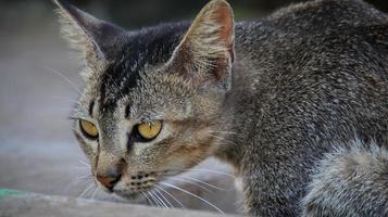 gatti randagi che mangiano per strada. un gruppo di gatti di strada senzatetto e affamati che mangiano cibo dato da volontari. nutrire un gruppo di gatti randagi selvatici, protezione degli animali e concetto di adozione foto