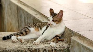 gatti randagi che mangiano per strada. un gruppo di gatti di strada senzatetto e affamati che mangiano cibo dato da volontari. nutrire un gruppo di gatti randagi selvatici, protezione degli animali e concetto di adozione foto