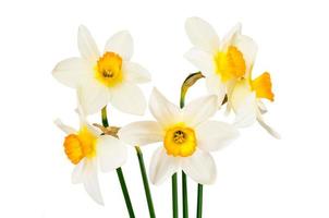 bellissimi fiori primaverili narciso su sfondo bianco foto