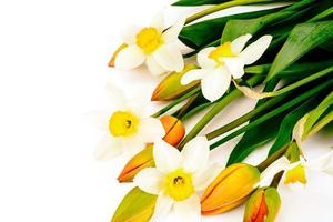 bellissimi fiori primaverili tulipani e narcisi su sfondo bianco foto