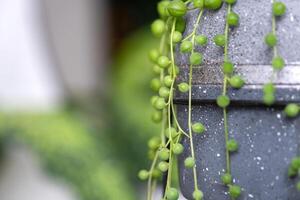 lungo ciglia di succulento senecio rowleyano nel un' calcestruzzo pentola appendere con il giro tartaruga le foglie. senecio Rowley avvicinamento nel il interno su un' bianca sfondo, un ornamentale pianta foto