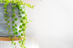 lungo ciglia di peperomio prostrato nel un' calcestruzzo pentola appendere con il giro tartaruga le foglie. peperomia avvicinamento nel il interno su un' bianca sfondo, un ornamentale pianta foto