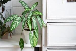 aglaonema maria nel un' bianca in stile loft interno. in crescita interno impianti decorativo nel un' pentola foto