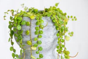 lungo ciglia di peperomio prostrato nel un' calcestruzzo pentola appendere con il giro tartaruga le foglie. peperomia avvicinamento nel il interno su un' bianca sfondo, un ornamentale pianta foto