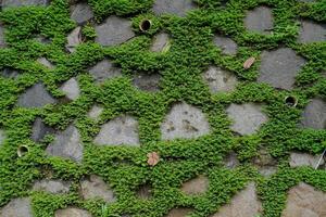 vicino Visualizza di il erba in crescita fra il lacune nel il pietra muri di il costruzione. foto