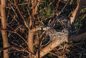 nido tra i rami di un albero foto