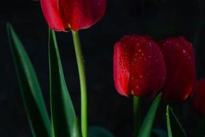 tulipani rossi su sfondo nero e scuro. foto