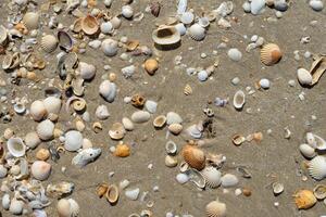 conchiglie sulla spiaggia foto