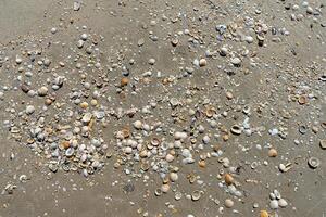 conchiglie sulla spiaggia foto