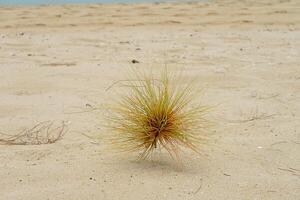 spinifex littoreus erba foto